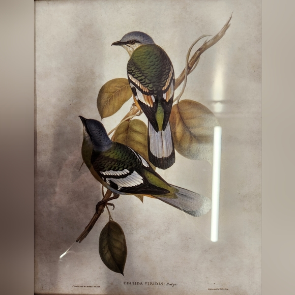 Framed Bird Art - Creative Co-op NWT - Picture 3 of 3